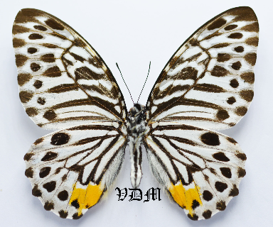 Graphium delesserti picture by VDM Insecthouse with reference 0470B