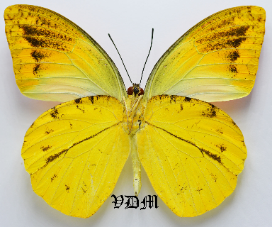 Hebomoia leucippe daemonis picture by VDM Insecthouse with reference 0486B