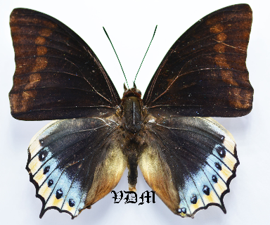 Charaxes eurialus picture by VDM Insecthouse with reference 0488B