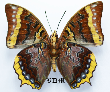 Charaxes eurialus picture by VDM Insecthouse with reference 0489B