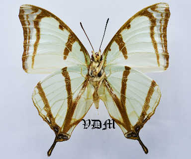 Charaxes kahldeni picture by VDM Insecthouse with reference 0497B