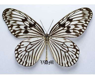 Idea idea picture by VDM Insecthouse with reference 0503B