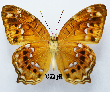 Vagrans egista elvira picture by VDM Insecthouse with reference 0509B