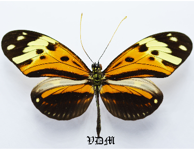 Heliconius ethilla ssp picture by VDM Insecthouse with reference 0523B