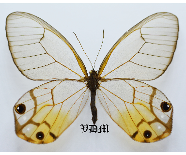 Haetera piera ssp picture by VDM Insecthouse with reference 0527B