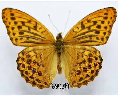 Argynnis paphia  tsushimana picture by VDM Insecthouse with reference 0528B