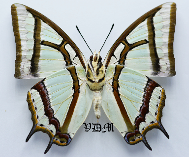 Polyura narcaea picture by VDM Insecthouse with reference 0558B