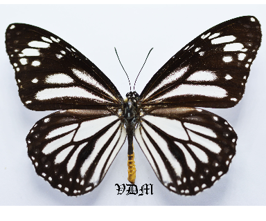 Danaus melanippus edmondii picture by VDM Insecthouse with reference 0561B