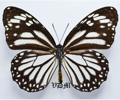 Danaus melanippus edmondii picture by VDM Insecthouse with reference 0568B