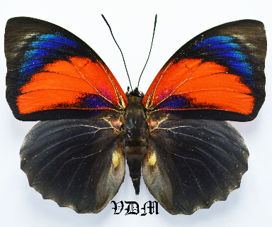 Agrias beatifica x Agrias lugens  HYBRID !!! picture by VDM Insecthouse with reference 0594B