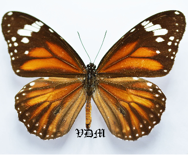Danaus affinis spp picture by VDM Insecthouse with reference 0595B