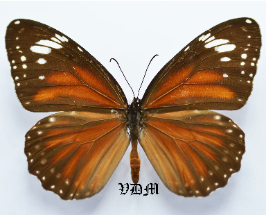 Danaus affinis spp picture by VDM Insecthouse with reference 0597B
