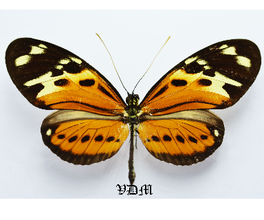 Heliconius numata ssp picture by VDM Insecthouse with reference 0599B