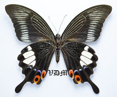 Papilio iswara iswara picture by VDM Insecthouse with reference 0634B