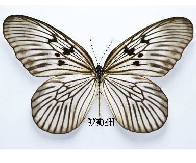 Idea blanchardi ssp picture by VDM Insecthouse with reference 0688B