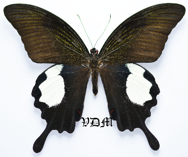 Papilio iswara iswara picture by VDM Insecthouse with reference 0638B