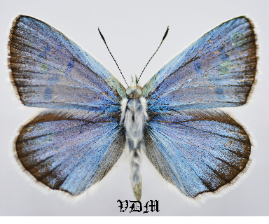 Polyommatus iphigenia araratensis picture by VDM Insecthouse with reference 0641B