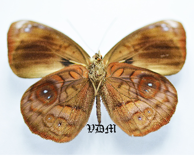 Eunica carias carias picture by VDM Insecthouse with reference 0675B