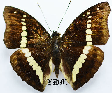 Bassarona teuta teuta  picture by VDM Insecthouse with reference 0676B