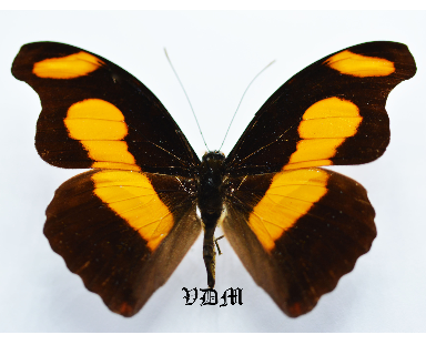 Catonephele chromis ssp picture by VDM Insecthouse with reference 0677B