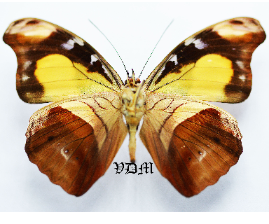 Catonephele chromis ssp picture by VDM Insecthouse with reference 0678B