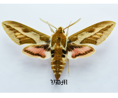 Hyles tithymali ssp  Form2 picture by VDM Insecthouse with reference 0679B