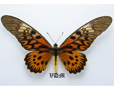 Papilio antimachus picture by VDM Insecthouse with reference 0691B