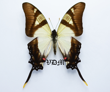 Eurytides servillei picture by VDM Insecthouse with reference 0716B