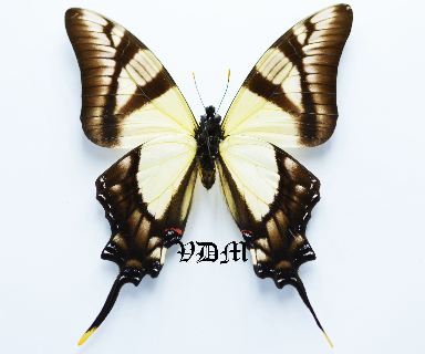 Eurytides servillei picture by VDM Insecthouse with reference 0718B