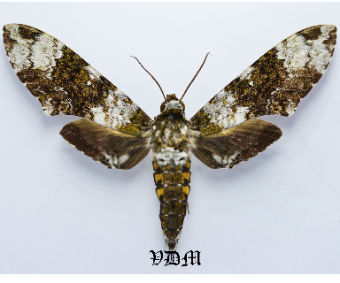 Manduca albiplaga picture by VDM Insecthouse with reference 0723B