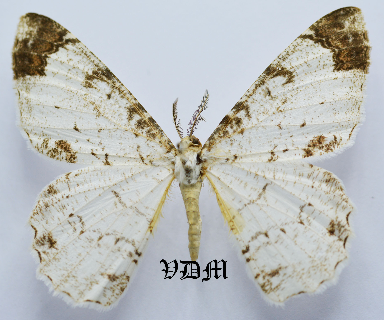 Epimecis spp picture by VDM Insecthouse with reference 0725B