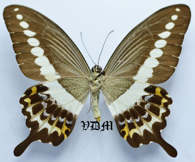 Papilio gigon gigon picture by VDM Insecthouse with reference 0749B