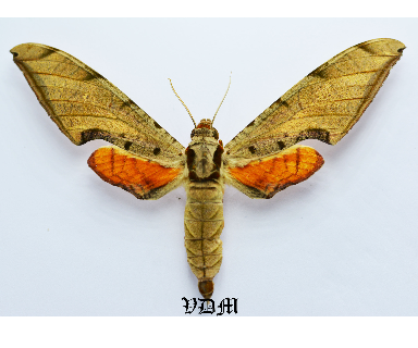 Protambulyx strigilis strigilis picture by VDM Insecthouse with reference 0765B