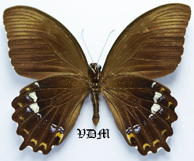 Papilio heringi picture by VDM Insecthouse with reference 0766B