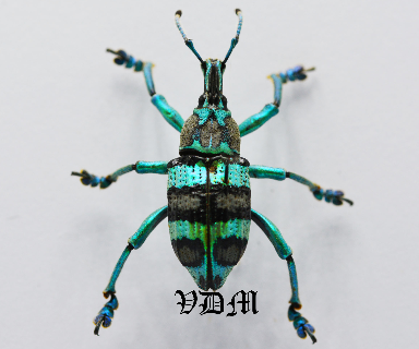 Eupholus mimikanus (25mm-27mm) picture by VDM Insecthouse with reference 0801i