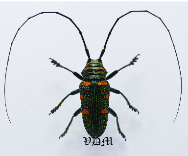 Zographus regalis (25mm) picture by VDM Insecthouse with reference 0869i