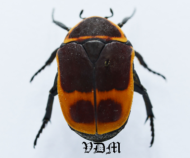 Pachnoda marginata (23mm) picture by VDM Insecthouse with reference 0873i