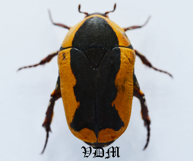 Pachnoda ephippiata (25mm) picture by VDM Insecthouse with reference 0874i