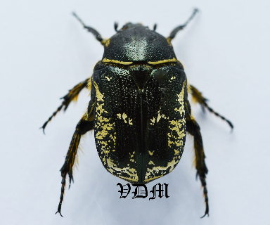 Aethiessa floralis (24mm-25mm) picture by VDM Insecthouse with reference 0875i