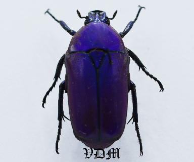 Chlorocala africana oertzeni (24mm) picture by VDM Insecthouse with reference 0878i