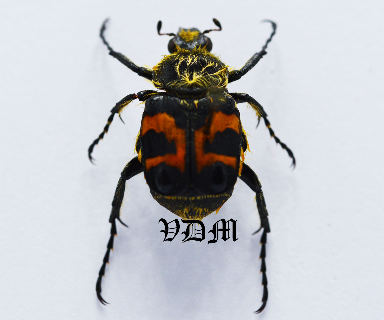 Trichius fasciatus (14mm-16mm) picture by VDM Insecthouse with reference 0880i