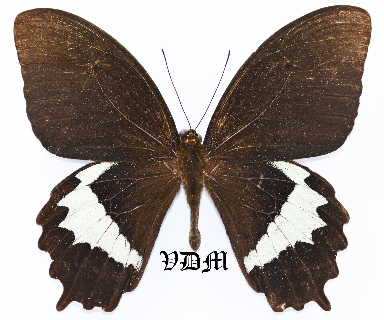 Papilio heringi picture by VDM Insecthouse with reference 0884B