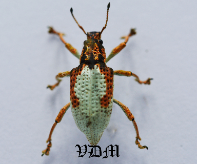 Curculionidae  sp7  (15mm) picture by VDM Insecthouse with reference 0884i