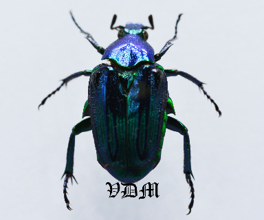 Glyptothea moultoni (19mm) picture by VDM Insecthouse with reference 0885i