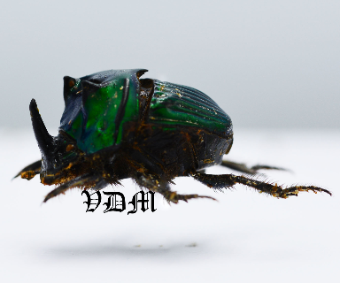 Oxysternon conspicillatum (25mm) picture by VDM Insecthouse with reference 0888i