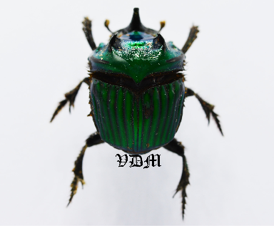 Oxysternon conspicillatum (25mm) photo by VDM Insecthouse with reference 0888i Oxysternon conspicillatum (25mm) photo by VDM Insecthouse with reference 0888i