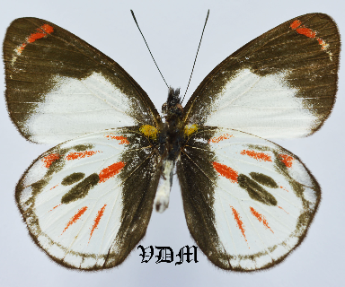 Delias argentata ssp  DIFFERENT FORM !!! picture by VDM Insecthouse with reference 0892B