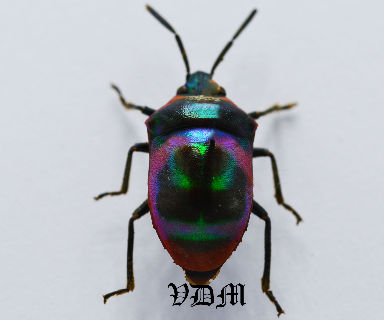 Scutelleridae sp (18mm) picture by VDM Insecthouse with reference 0898i