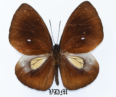 Euploea spp 1 picture by VDM Insecthouse with reference 0899B