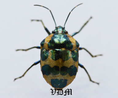 Augocoris gomesii (15mm)  Form 3 !!! picture by VDM Insecthouse with reference 0900i